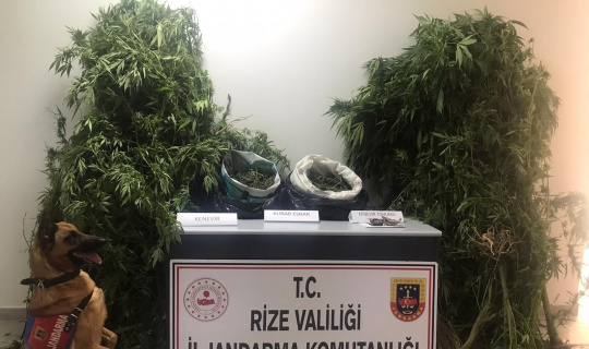 Rize’de yasa dışı kenevir operasyonu Rize’de yasa dışı kenevir operasyonu