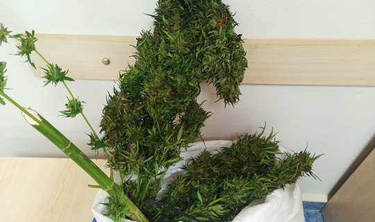 Samsun’da 1 kilo 200 gram skunk bitkisi ele geçirildi Samsun’da 1 kilo 200 gram skunk bitkisi ele geçirildi