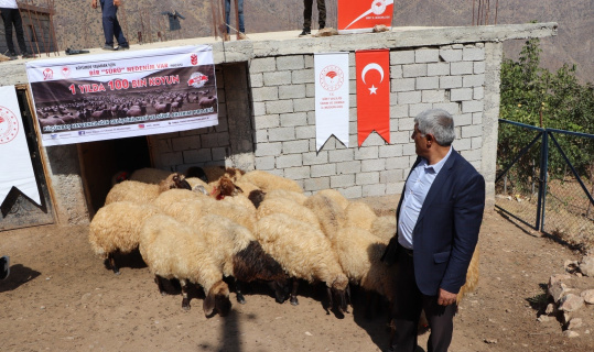 Siirt’te çiftçilere koyun dağıtıldı