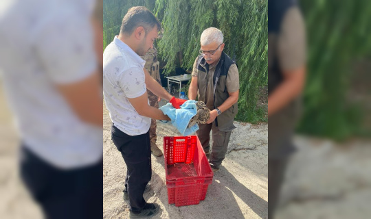 Yaralı halde bulunan puhu kuşu tedavi altına alındı Yaralı halde bulunan puhu kuşu tedavi altına alındı