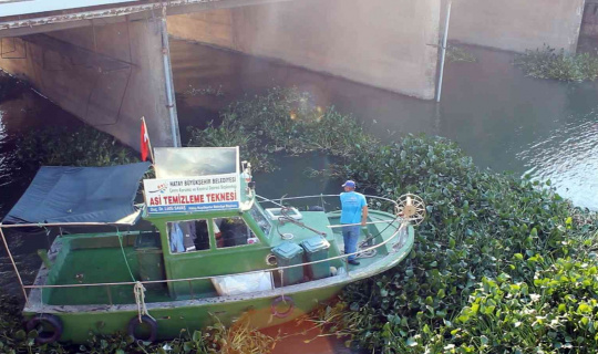 Hatay’da Asi Nehri’ni kaplayan su sümbülleri temizleniyor Hatay’da Asi Nehri’ni kaplayan su sümbülleri temizleniyor