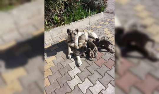 Köpeği öldüren çobana para cezası Köpeği öldüren çobana para cezası