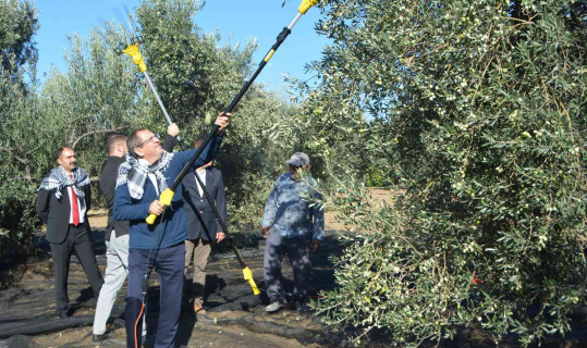 Merhum iş adamının anısına zeytin hasadı yapıldı