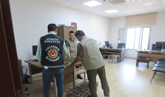 Saka kuşu kaçakçıları yakalandı Saka kuşu kaçakçıları yakalandı