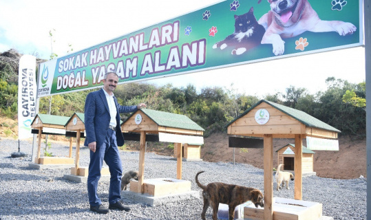 Sokak hayvanlarına doğal yaşam alanı Sokak hayvanlarına doğal yaşam alanı