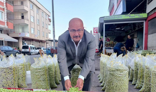Yeşil zeytinde bu yıl rekolte düşük