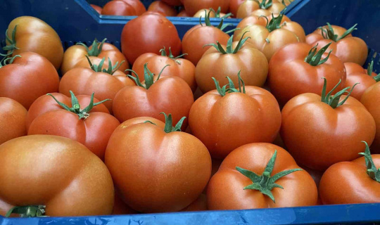 Domatesin fiyatı geçen yıla göre yüzde 63.98 arttı