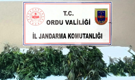 Ordu’da izinsiz kenevir ekimine geçit yok