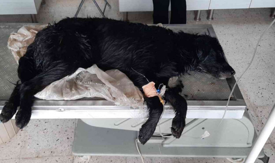 Bodrum’da köpeklerin zehirlendiği iddiasına soruşturma
