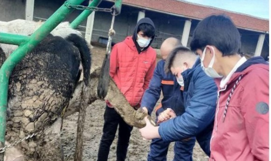 Liseli öğrenciler hayvancılığı yerinde öğrendi Liseli öğrenciler hayvancılığı yerinde öğrendi