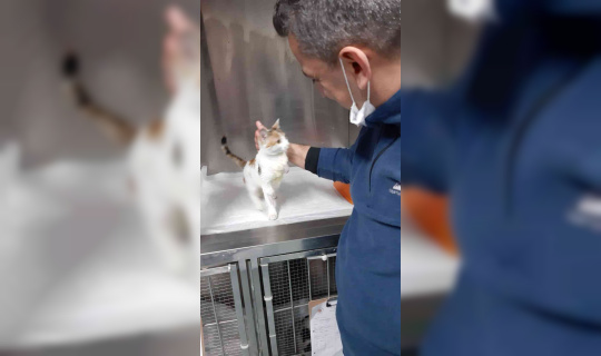 Yaralı kedi şefkatli ellerde sağlığına kavuştu