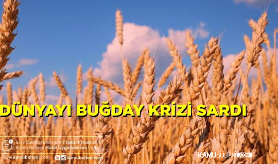 Dünyayı Saran Buğday Krizine Mısır'dan Çözüm Yolu