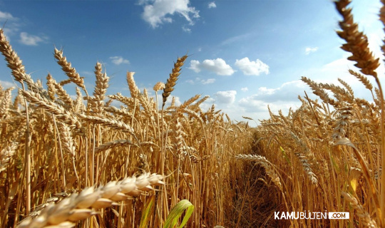 Dünyayı Buğday Krizi Sardı Sadece 10 Haftalık Kaldı