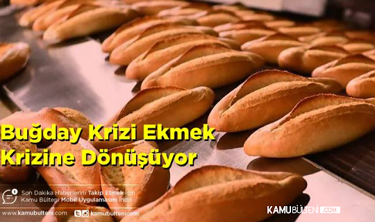 Korkulan Gerçek Oldu: Buğday Krizi Ekmek Krizine  Dönüşüyor