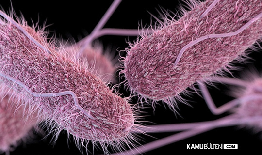 Salmonella Kabusu Yeniden Hortladı Raflardan Toplatılıyor