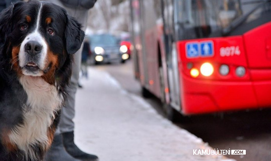 İBB’den yeni uygulama! Artık Toplu taşımada evcil hayvanlar seyahat edebilecek