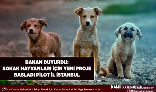 Bakan Kirişci Açıkladı Sokak Hayvanları İçin Yeni Proje Başladı Pilot İl İstanbul