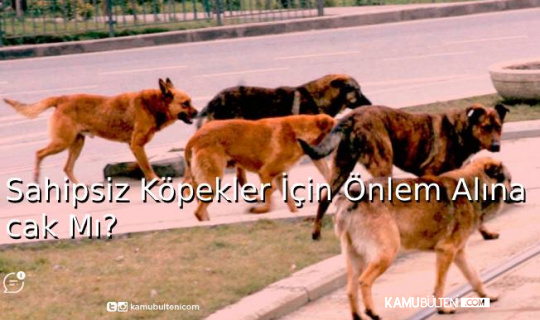 Sahipsiz Köpekler İçin Önlem Alınacak Mı? Sahipsiz Köpekler İçin Önlem Alınacak Mı?