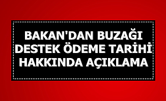 2018 2. Buzağı Destekleri Ne Zaman Ödenecek? Bakan Pakdemirli Açıkladı