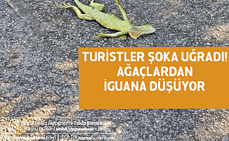Turistler Şoka Uğradı! Ağaçtan İguana Düşüyor