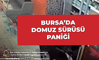 Bursa'da Domuz Sürüsü Paniği! Markete Daldılar