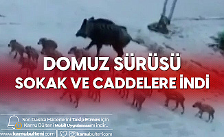 Marmaris'te Domuz Sürüleri Sokaklarda Dolaşıyor