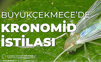 Büyükçekmece'de Kronomid İstilası! Her Yerde Görülmeye Başlandı