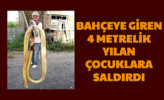 Sinop'ta Feci Olay: Evin Bahçesine Giren 4 Metrelik Yılan, Çocuklara Saldırdı