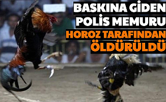 Baskına Giden Polis Memuru Horoz Tarafından Öldürüldü
