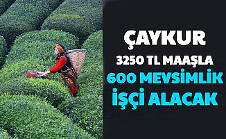 Çaykur 600 Mevsimlik İşçi Alımı Yapacak: İşte Başvuru Şartları ve Maaş