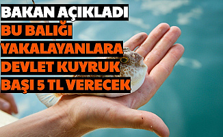 Balon Balığı Avlayana Devlet Balık Başına 5 TL Verilecek