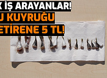 Ek İş Arayanlar: Balon Balığı Yakalayıp Kuyruğu Getirene Her Bir Kuyruk İçin 5 TL