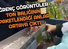 Ton Balığının Paketlenmesi Sırasında Mide Bulandıran Görüntü