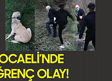 Köpeğe Cinsel İstismarda Bulunan Yaşlı Adam Gençler Tarafından Darbedildi