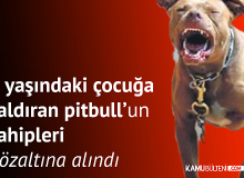 İstanbul Kartal’da 9 yaşındaki Çocuğa Saldıran Pitbull Cinsi Köpeğin Sahipleri Gözaltına Alındı