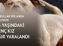 İstanbul’da Pitbull Kâbusu! Pitbullar 16 Yaşındaki Kıza Dehşeti Yaşattı!