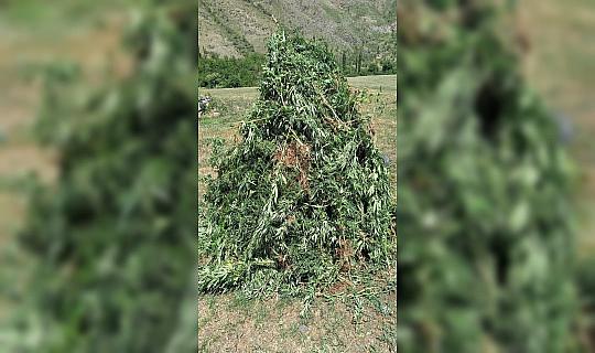 25 bin 600 kök kenevir imha edildi