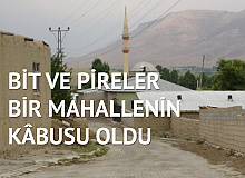 Mahallelinin Kâbusu Oldular! Bit, Pire ve Sivrisinek İstilası