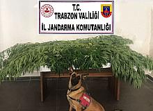 Fındık bahçesine kenevir ektiler