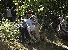 Hizan fındığının hasadına başlandı