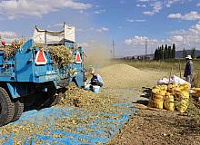 Çayırlı’da fasulye hasadı yapıldı