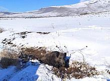 Aracın çarptığı yaban domuzu tedavi altına alındı