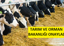 GDO'lu hayvan yemine onay!
