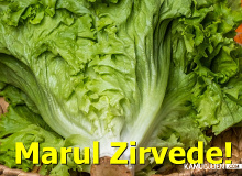 Marul Fiyatları Tavan Yaptı!