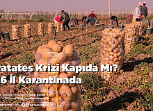 Patates Krizi Kapıda Mı 26 İl Karantinada