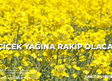 Ayçiçek Yağına Hem  Rakip  Hem Çözüm Olacak! Ekim Alanı 9 Kat Arttı!