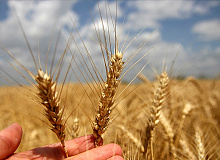 Bakan Kirişci Açıkladı Buğday ve Arpa Alım Fiyatları Arttı