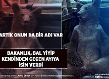 Bakanlık Bal Yiyip Kendinden Geçen Ayıya İsim Verdi