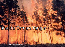 Adana'da Orman Yangını