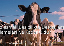 Sözleşmeli Besicilikte Destekleme Ödemeleri Ne Kadar Oldu?
